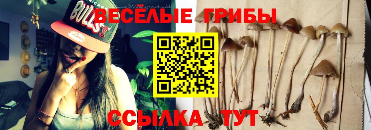 Тихорецк  Псилоцибиновые грибы Psilocybine cubensis  Вход с VPN 
